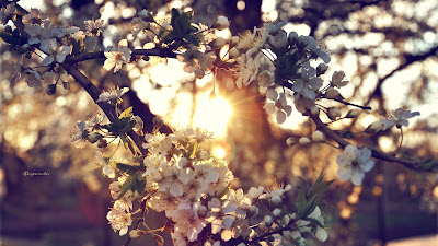 SPRING HD WALLPAPERS  32