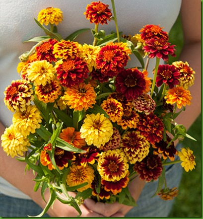 Zinnia Persian Carpet Zinnia Persian Carpet