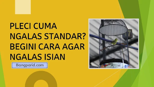 PLECI CUMA NGALAS STANDAR BEGINI CARA AGAR NGALAS ISIAN