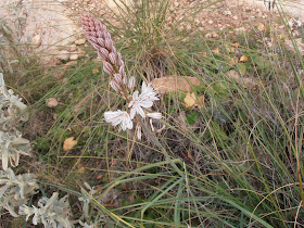 VARA DE SAN JOSÉ: Asphodelus albus