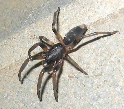 white tail spider bite symptoms. white tail spider bites