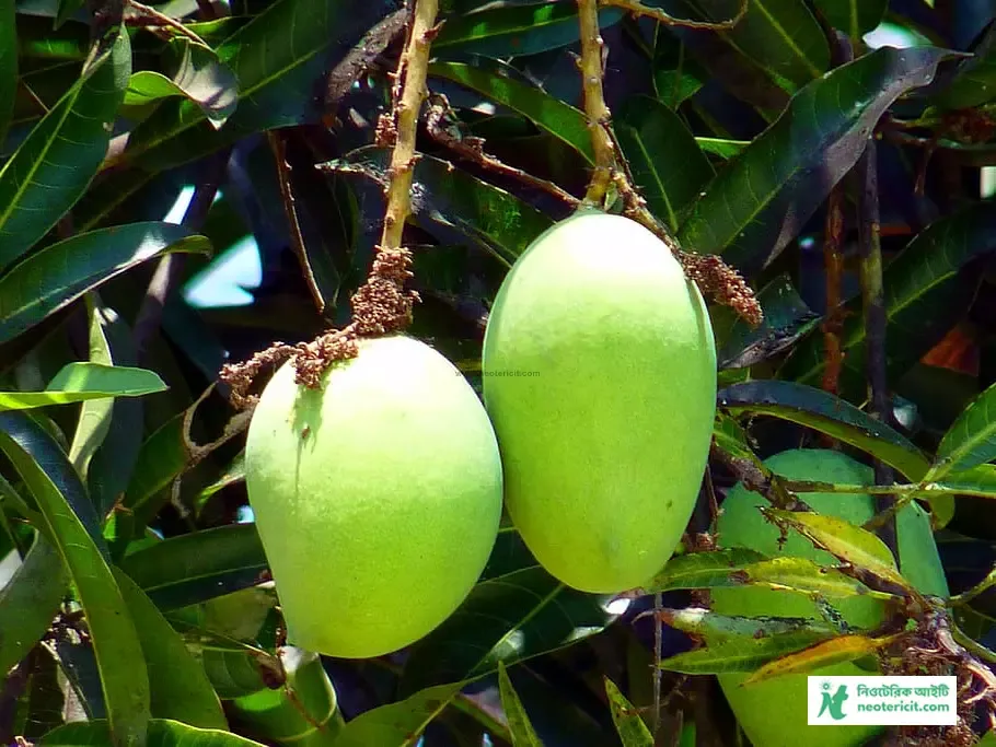 Raw Mango Picture - Mango Pic Download - Raw Mango Picture, Pic - mango pic - NeotericIT.com - Image no 7