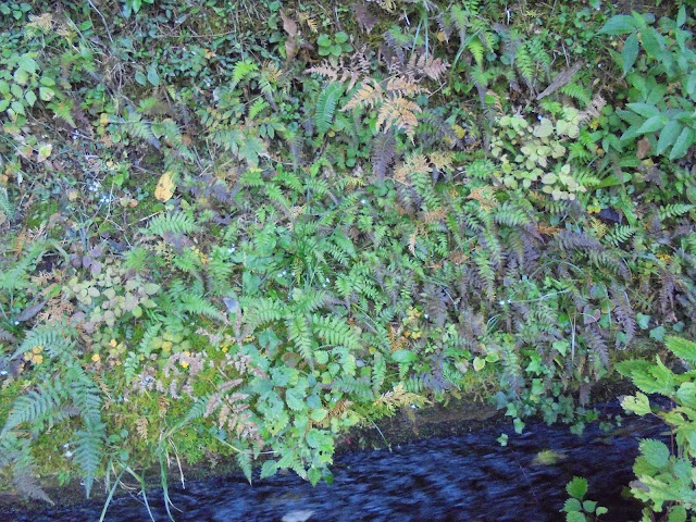 美しい水路辺りの植物