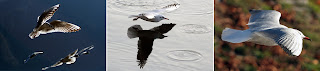 gabbiani comuni, in abito invernale, in volo