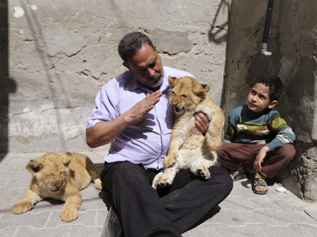 Palestinian Saad Eldin al-Jamal with a large family lives in the Al-Shabor Palestinian refugee camp in Rafa, a town in the south of Gaza. Recently his childhood dream came true: he bought two cubs, who were named Mona and Alex. Most of all his grandchildren are welcomed these cubs by the numerous grandchildren of al-Jamal and neighboring children.