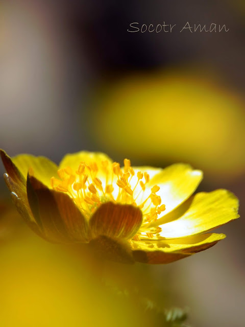 Adonis multiflola