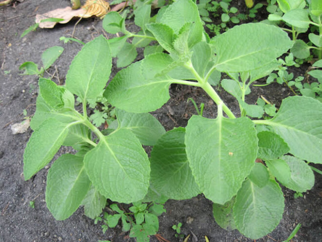 Oregano, ay isang halaman mula sa mint family o Lamiaceae na matatagpuan sa kanluran at timog-kanlurang bahagi ng Asya, Europa, at ng rehiyon ng Mediterrenean.