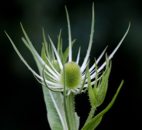 Immature flower head of wild teasel, Dipsacus fullonum.  Jubilee Country Park, 11 June 2011.