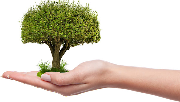 Binance Charity lança projeto NFT para plantar dez milhões de árvores em todo o mundo
