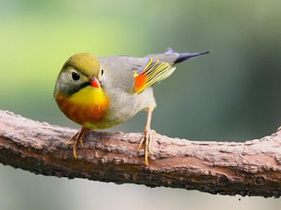 Pictures Of Robin Birds