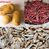 ALU VORTA RECIPE 