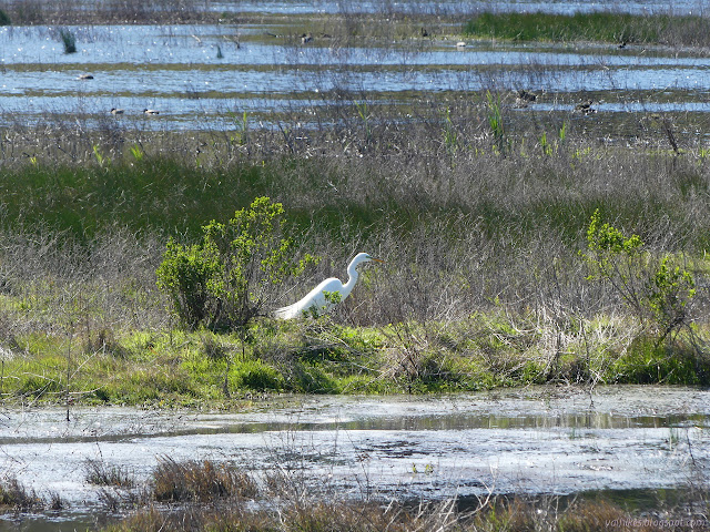 great egret with wispy feathers