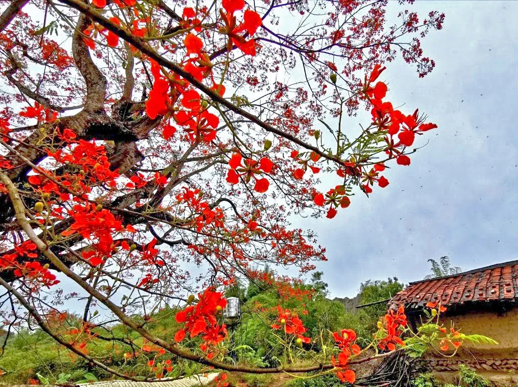 火紅花朵×月世界×老厝×大樹｜左鎮最美鳳凰花開了！