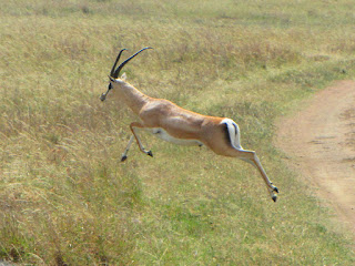 GAZELLE