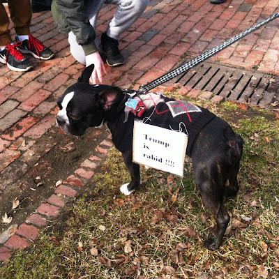 Cute Little Doggie Wearing "Trump is rabid!!!"  protest sign at the Boston Women's March