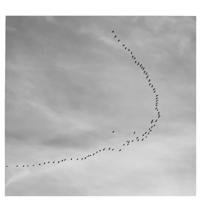 Bird flight, V formation | Chris Zintzen | panAm productions 2019