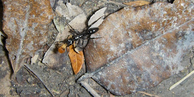 A glossy black ant makes off