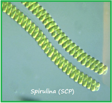 Adeprimaputri: makalah alga hijau biru (cyanophyta)
