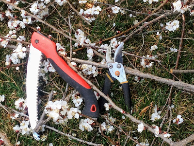 Pruning Tools After an Apricot Pruning