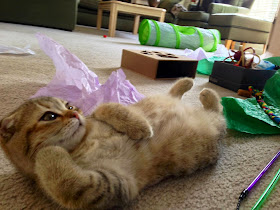 Funny cats - part 94 (40 pics + 10 gifs), cat pictures, draw me like one of your french girls