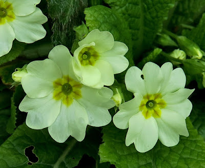 Primevère acaule (Primula vulgaris)