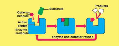 FSc Biology Part 1 XI 11th Chapter 3 Enzymes Notes