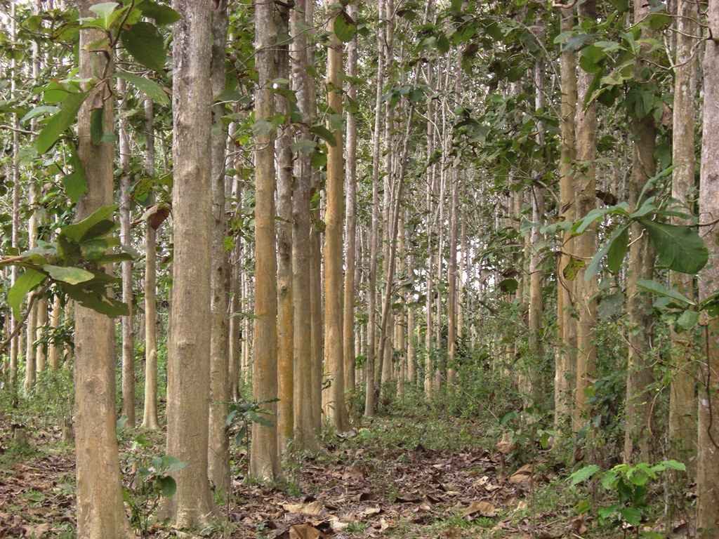 Community Logging Sebuah Idiologi dalam Pengelolaan Hutan  