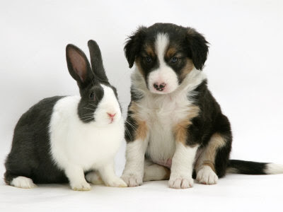 border collie puppy/border collie puppies