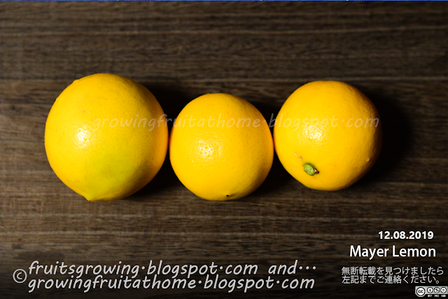 マイヤーレモンの収穫 Mayer Lemon Harvesting