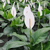Jual Sepatu filum bunga putih | Peace Lily, Spathe Flower, White Sails dan Snowflower