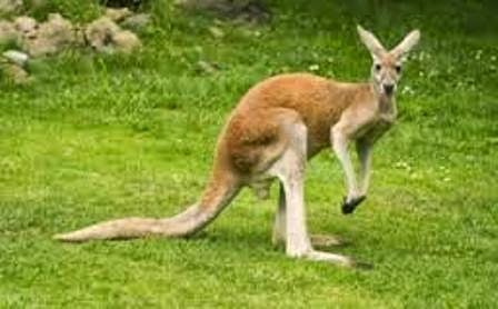  Hewan  Kanguru yang  Unik Ragam Dunia Hewan 