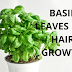 Basil Leaves For Hair Growth