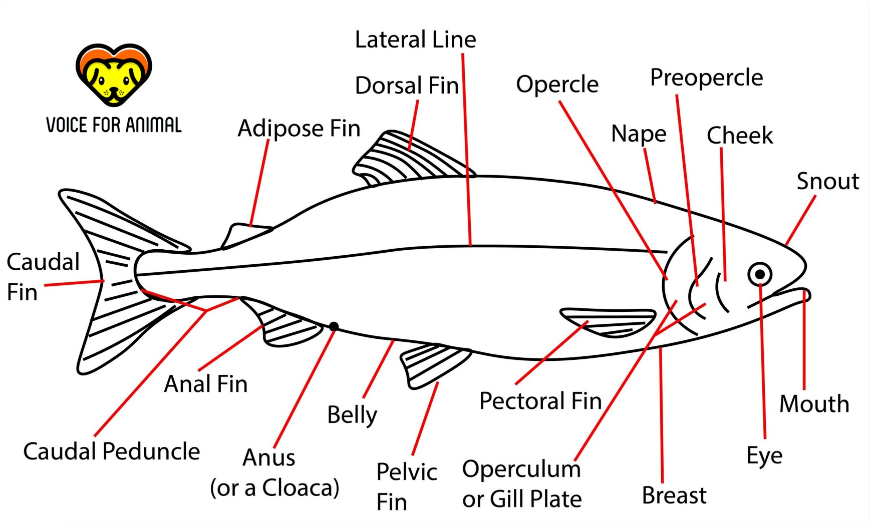 Characteristics of the Class Osteichthyes