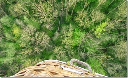 3 Wald von oben 3 Wald von oben