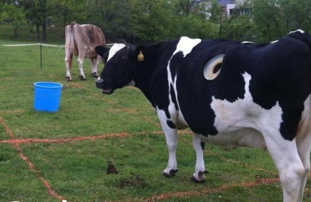 Nhiều con bò sữa 'đục lỗ' ngay trên cơ thể nhằm mục đích gì?