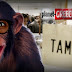 Ζημιά σχεδόν 13 εκατ. ευρώ στο Δημόσιο από 'μαϊμού' συντάξεις