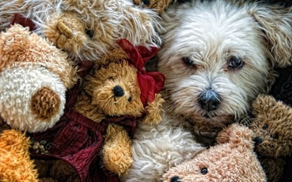 dog-amongst-surrounded-by-teddy-bears-800x500