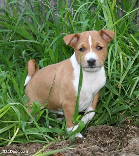 Basenji Puppies Dog