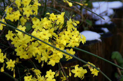 Jasminum nudiflorum - Winter jasmine care and culture