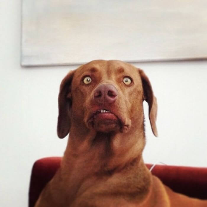 30 Adorably Unflattering Pictures Of Pets