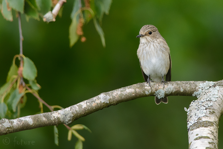 Hall-kärbsenäpp, Muscicapa striata, Spotted Flycatcher