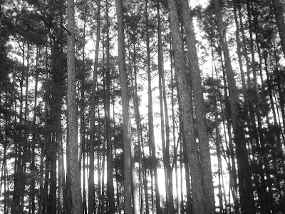 black and white picture of a stand of young trees