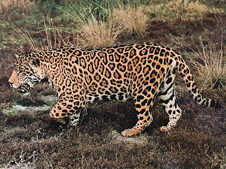 Jaguar on Los Seres Vivos  El Animal Jaguar