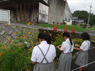 五城小学校の日々 花粉の観察 ５年理科
