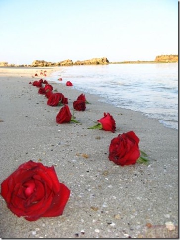 roses