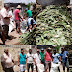 Várzea do Poço  Prefeitura Municipal distribui 100.000   mudas de palmas lisas.