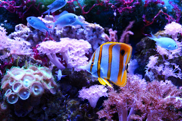 Butterfly Fish Facts and Information