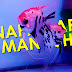 Tahu Kenapa Ikan Manfish Sering Terlihat di Aquarium Ikan Mas Koki? Tankmate Abadi?