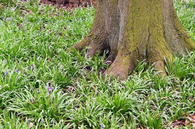 bluebells in green grass at the base of a tree