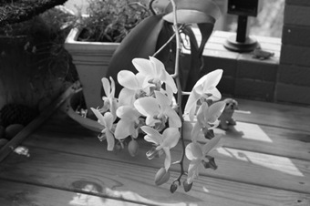 Canon500D_Monochrome03